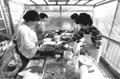 Women cooking for Montreal Japanese United Church Bazaar, 1987 (Paul Bourgault).